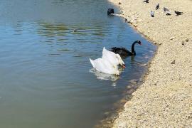 продается 5-х Таунхаус 